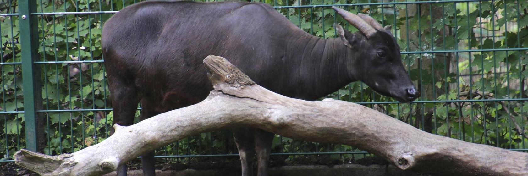 Zoo Ragunan